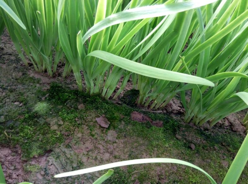 富生韭菜根粗叶厚，颜色黑