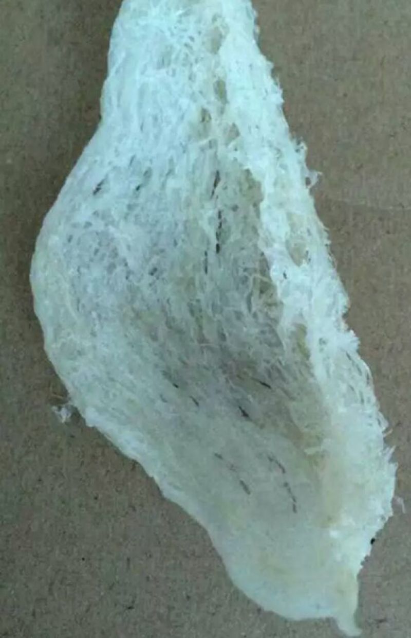燕窝