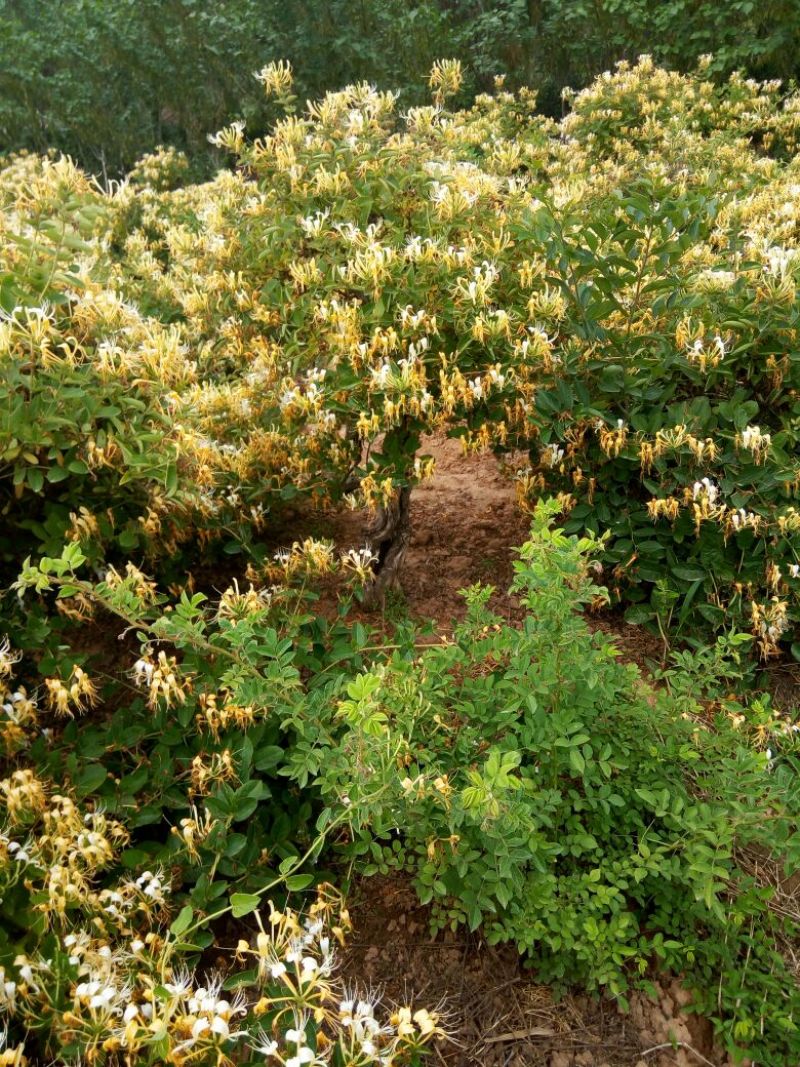 金银花1米以下
