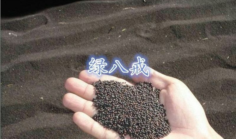 油菜籽1
