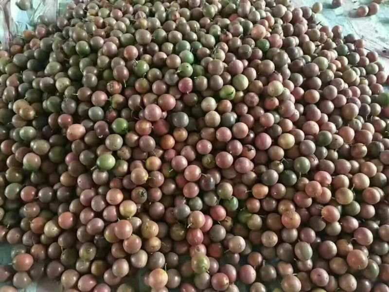 百香果紫果