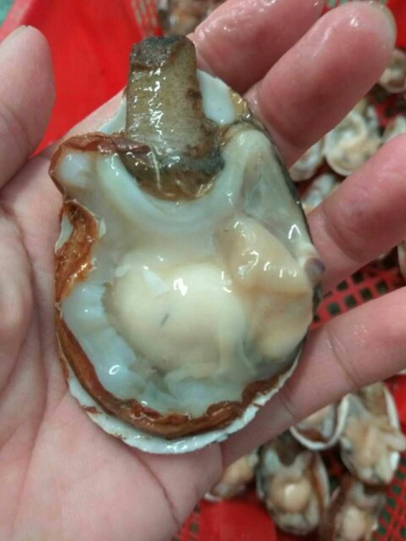 海螺食用鲜活5~10只/kg