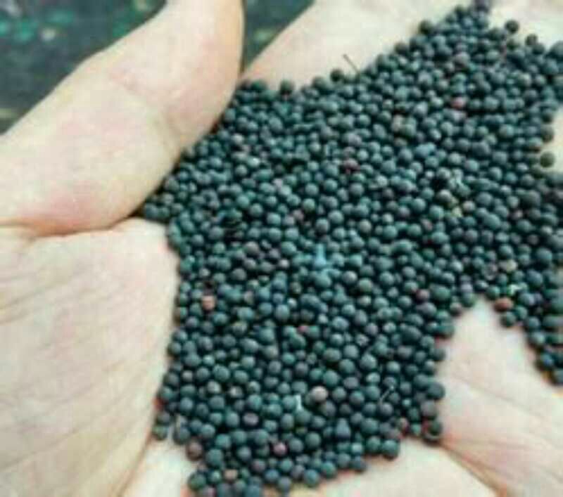 菜油一级