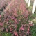 蓝莓苗30~50cm1~2年