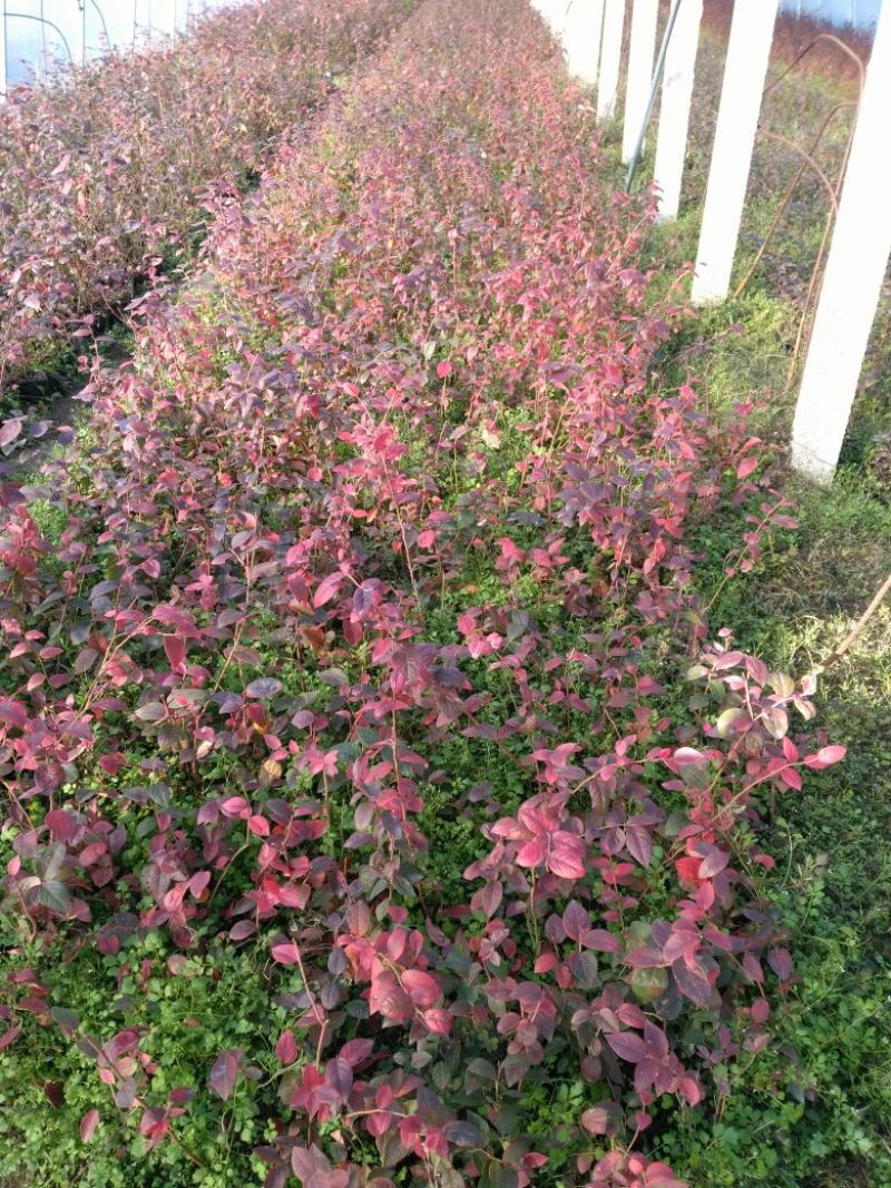 蓝莓苗30~50cm1~2年