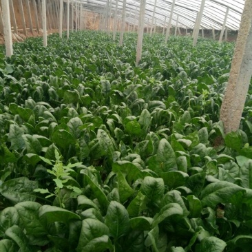 越冬菠菜15~20厘米