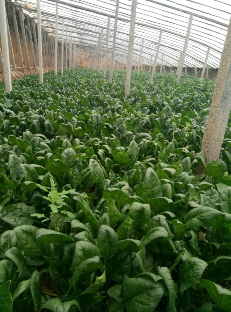 越冬菠菜15~20厘米