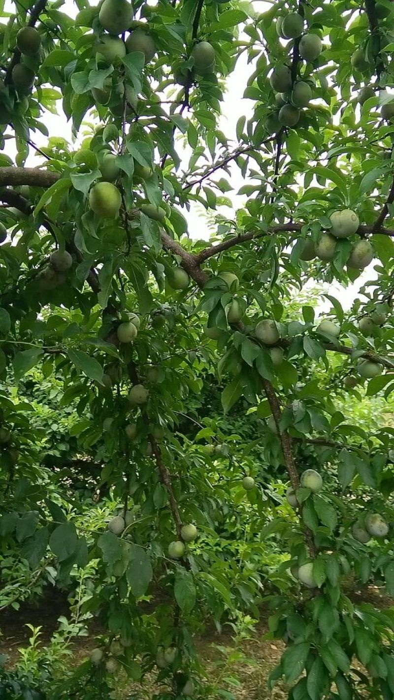 李子枝条