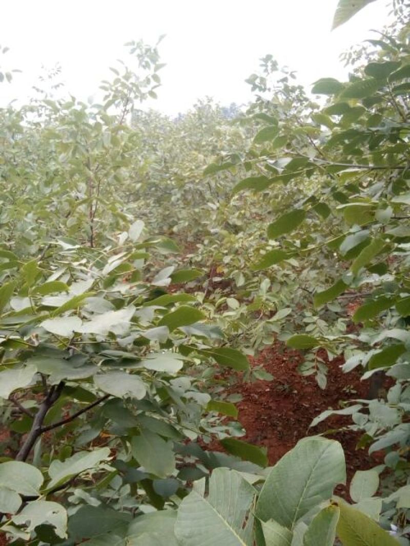 薄皮核桃30mm以上去皮