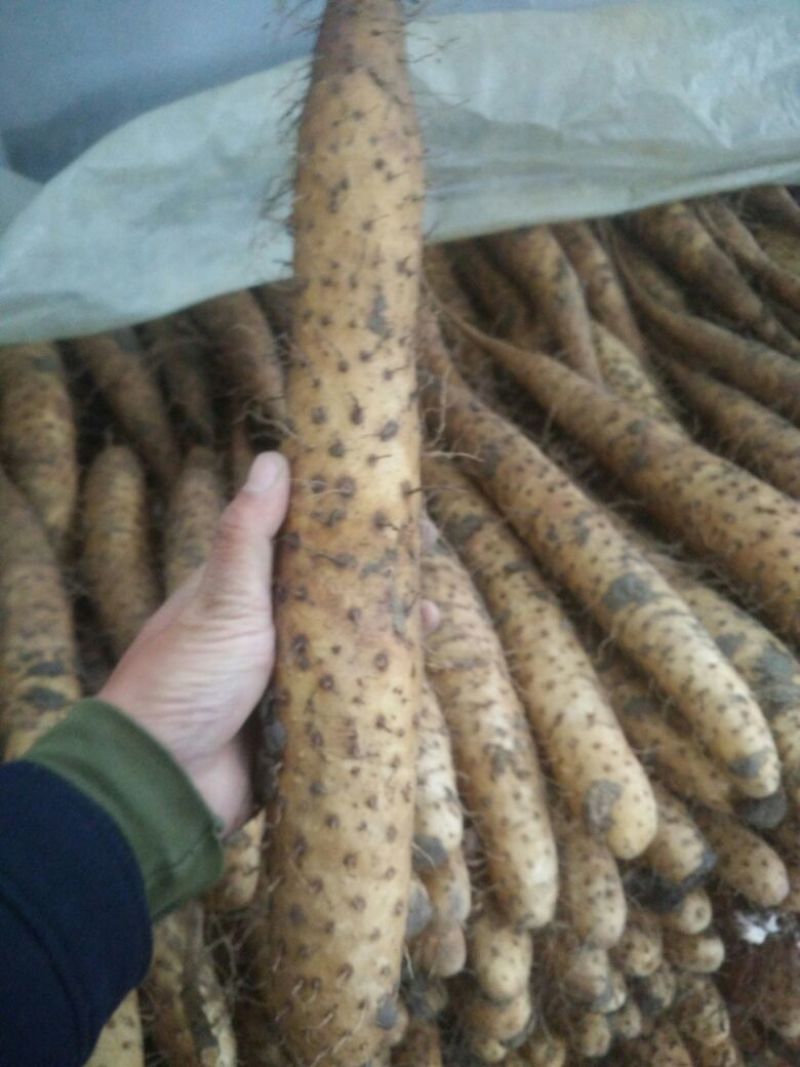 白玉山药3-5厘米通货30~35厘米