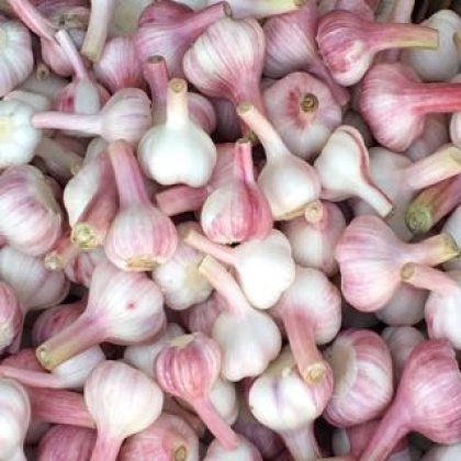 紫皮蒜全国_批发_供应-一亩田农业网_专业的农
