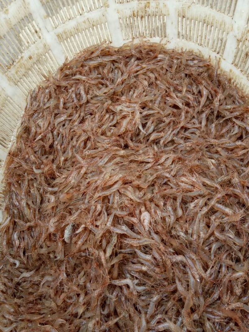 河虾冰鲜虾26~30只/kg