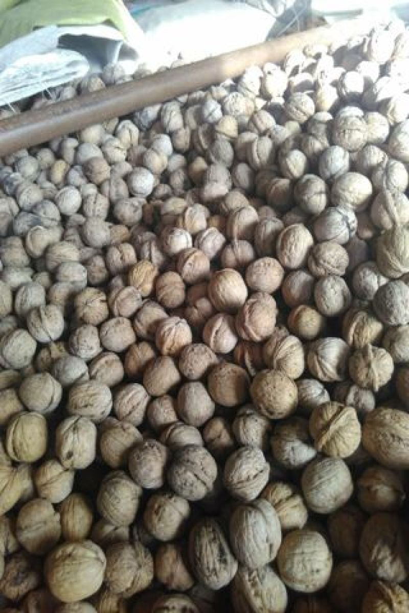 绵核桃