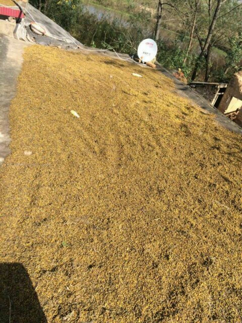 野菊花颗粒