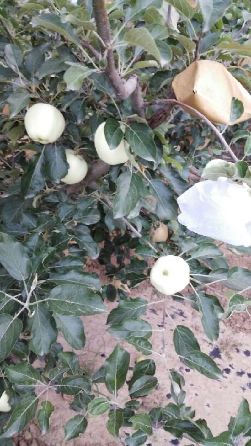 新世界苹果纸袋