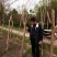 紫薇树，百日红，河南省潢川县宏昌苗圃批发直销各个规格紫薇