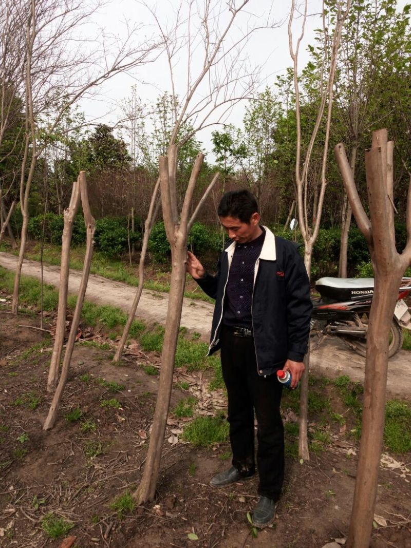紫薇树，百日红，河南省潢川县宏昌苗圃批发直销各个规格紫薇