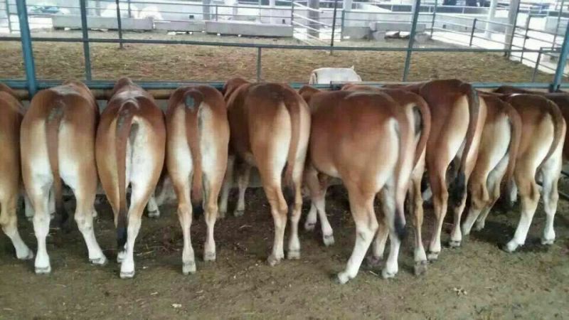 鲁西黄牛犊100~200kg