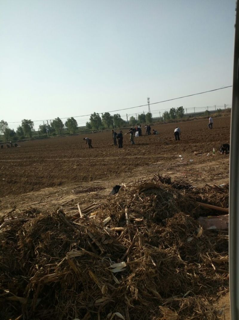 牡丹油用牡丹三年苗