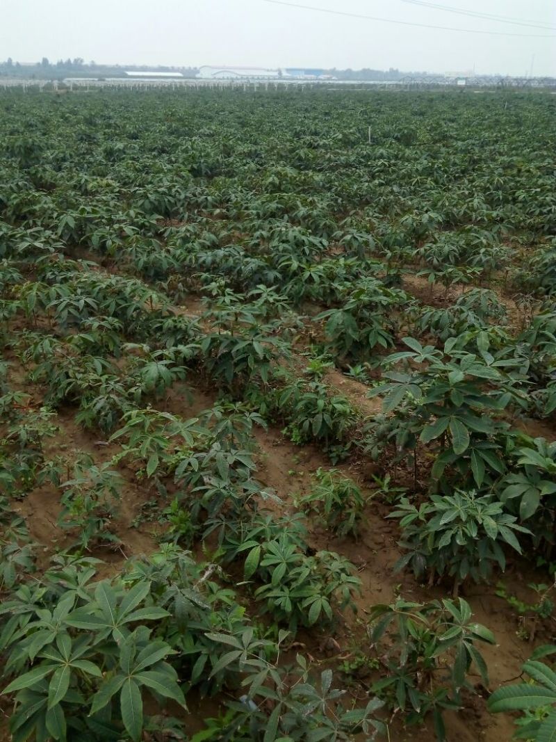 大叶女贞4cm以下