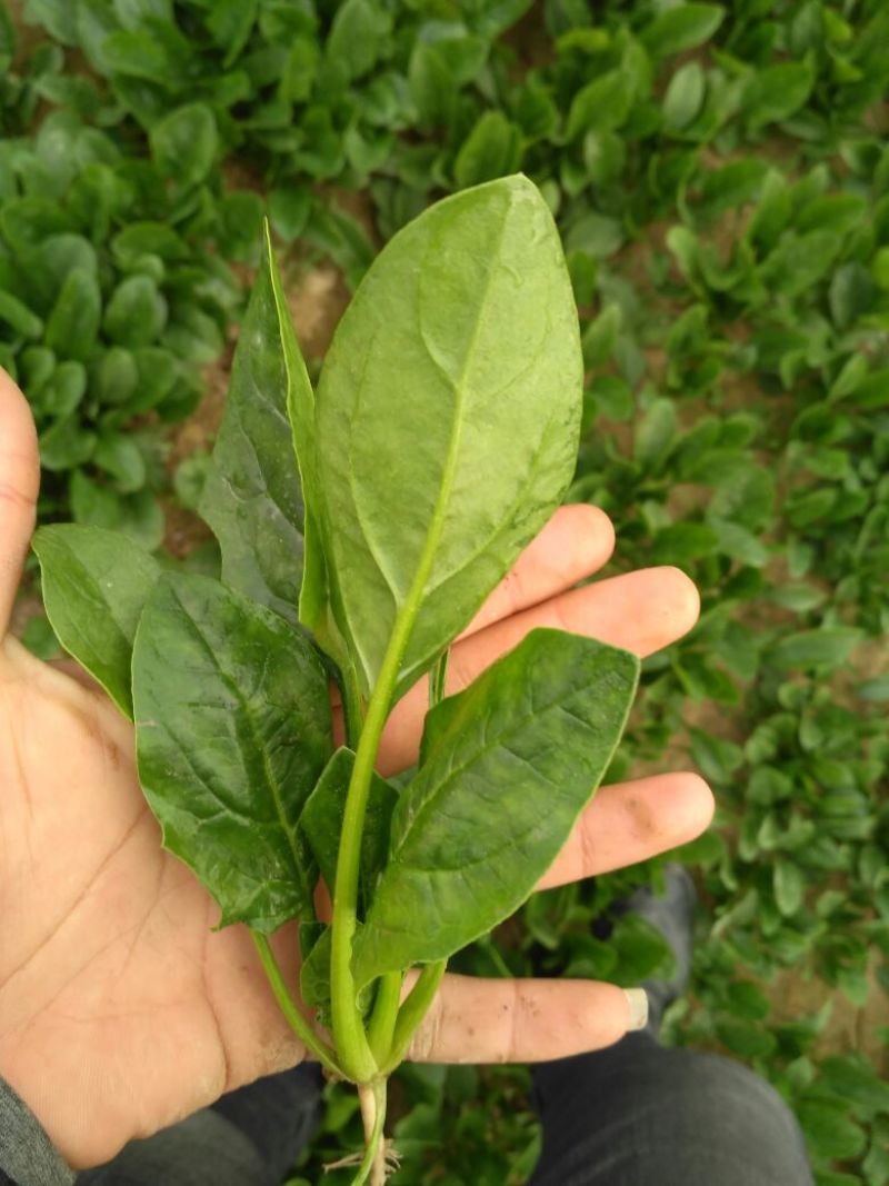 菠菜15~20厘米