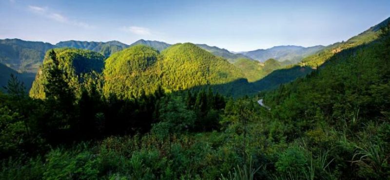 宣汉县巴山大峡谷农家土蜂蜜结晶蜜蜂蜜高山蜂蜜高山蜂蜜