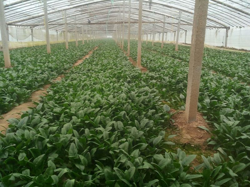 黑叶菠菜20~25厘米