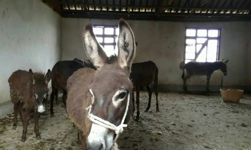 肉驴