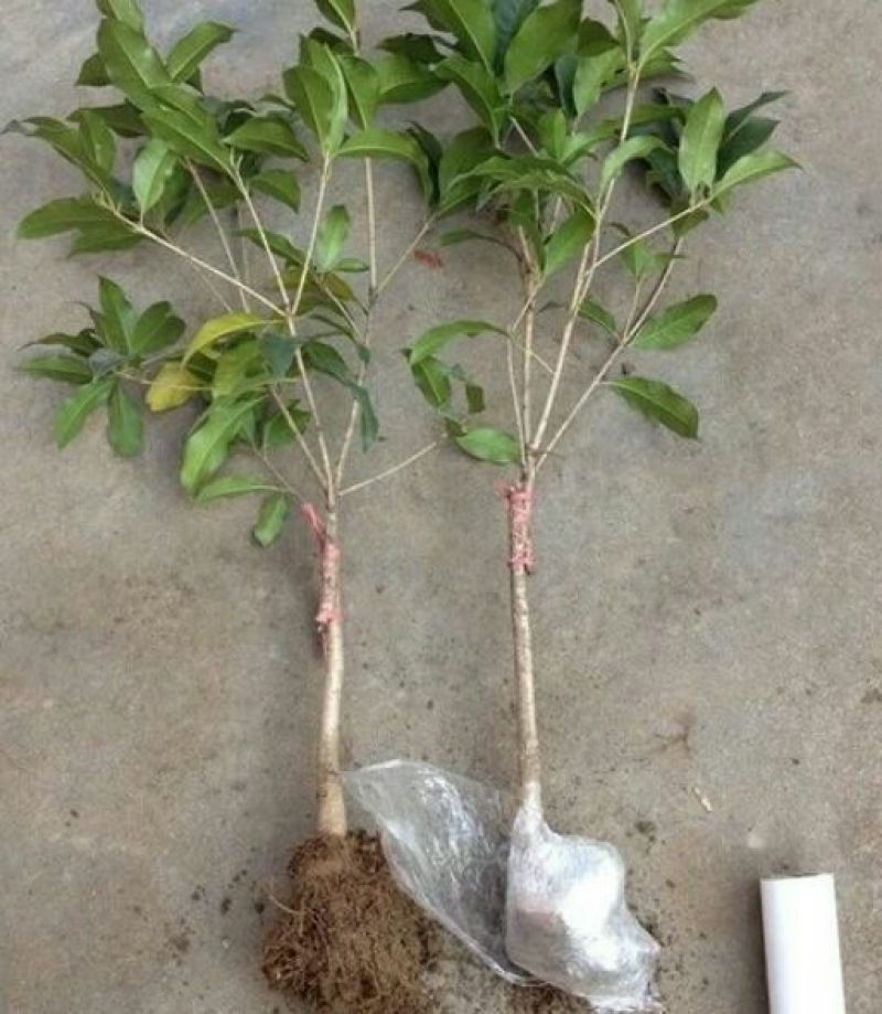 金桂花树苗