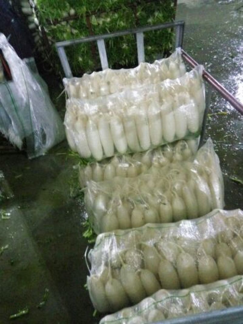 白萝卜1.5~2斤起