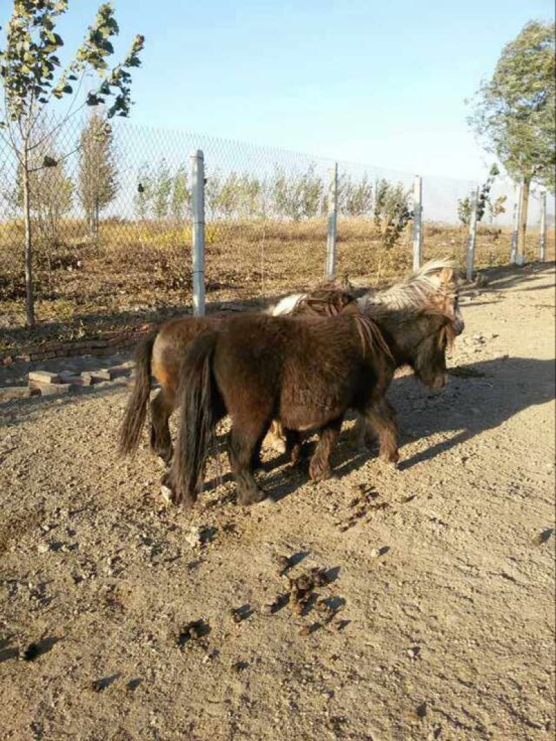 矮马100~200kg