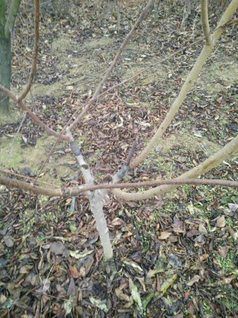 沂蒙霜红桃树苗80cm以上