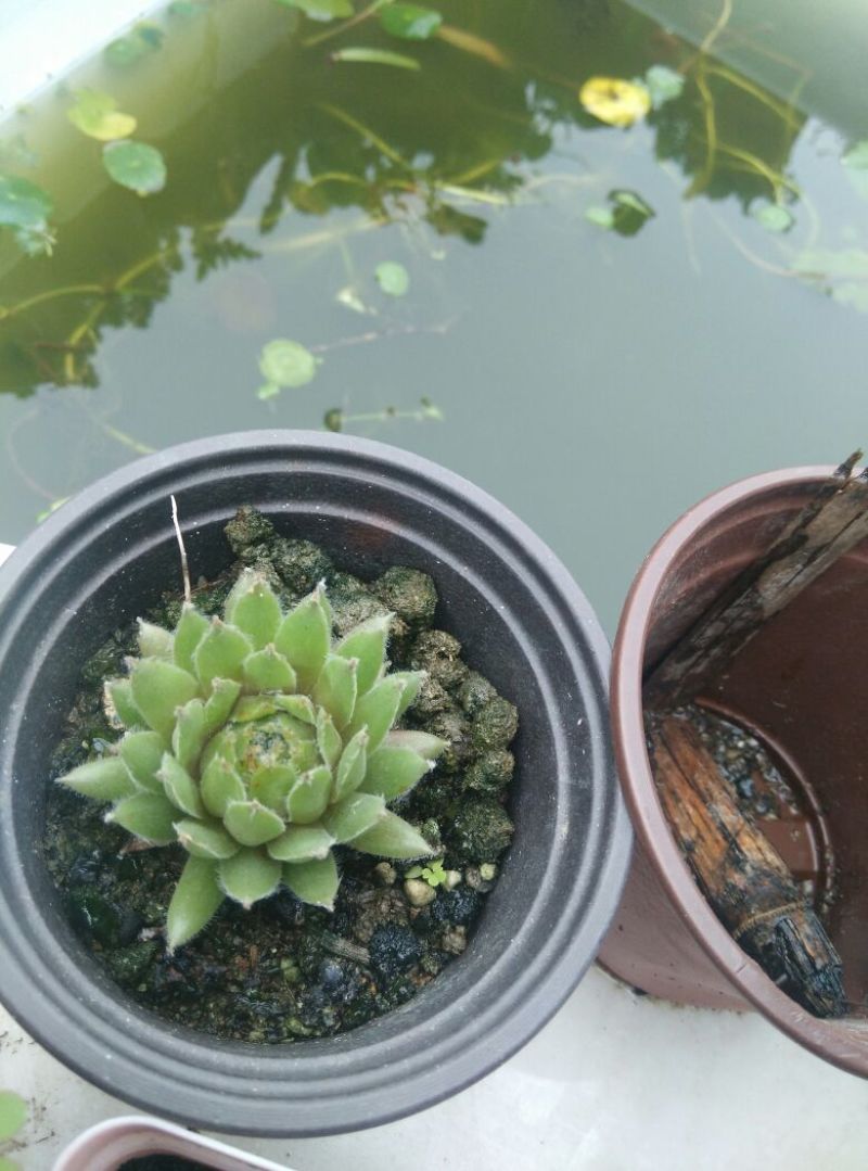 多肉植物含盆