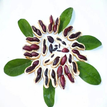 带壳黑花生黑花生，手拣果，