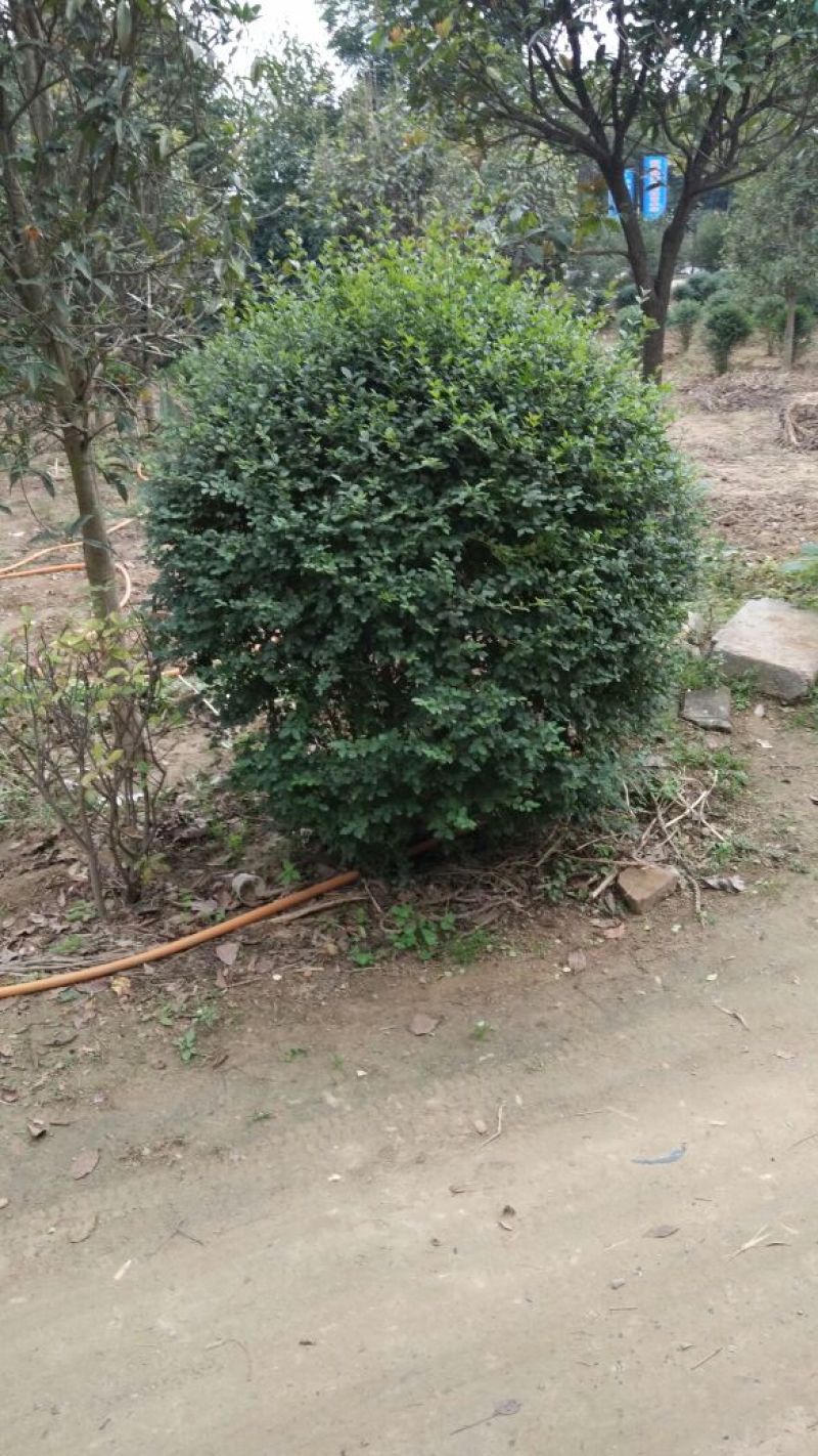 小叶女贞球80cm以上量大