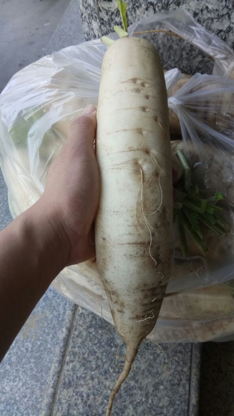 白萝卜1.5~2斤起