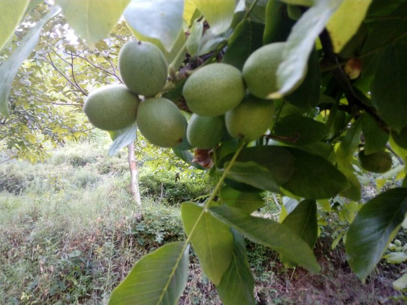 青皮核桃青皮