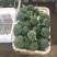 云南高原优选耐寒优秀西兰花一级精品西兰花批发市场商超