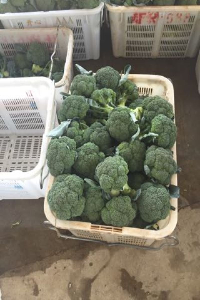 云南高原优选耐寒优秀西兰花一级精品西兰花批发市场商超