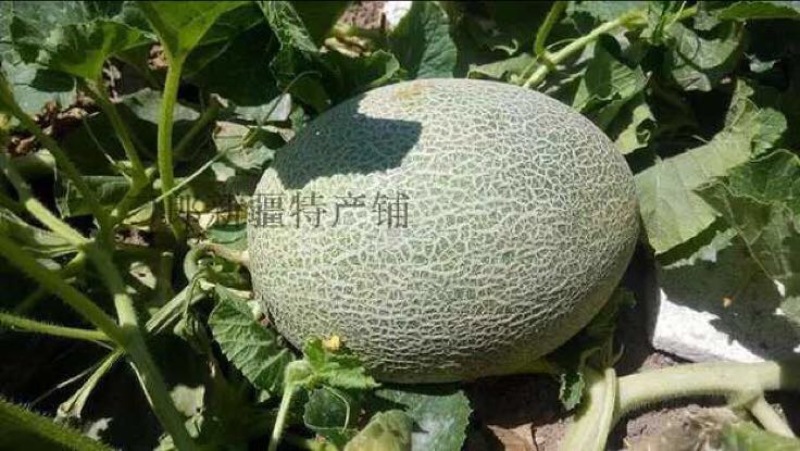 西州蜜瓜
