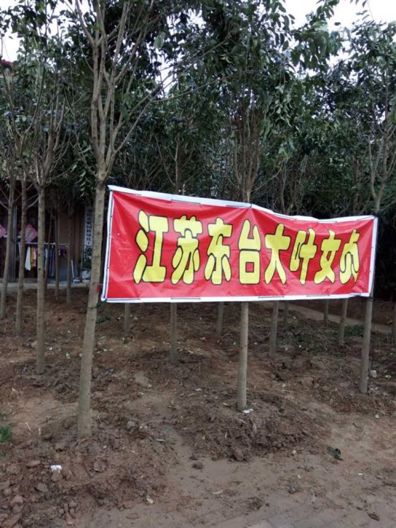 大叶女贞