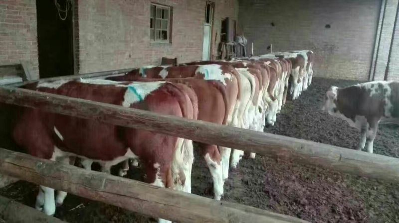 西门塔尔牛犊200~300kg