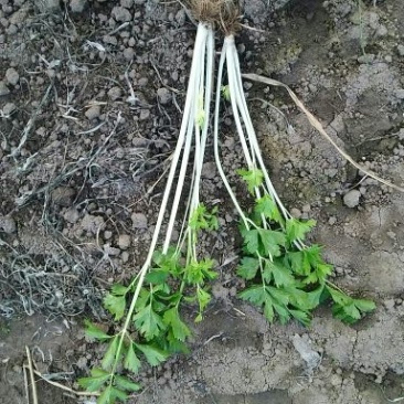 大叶芹
