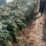 长白大葱40cm以上毛葱3cm左右