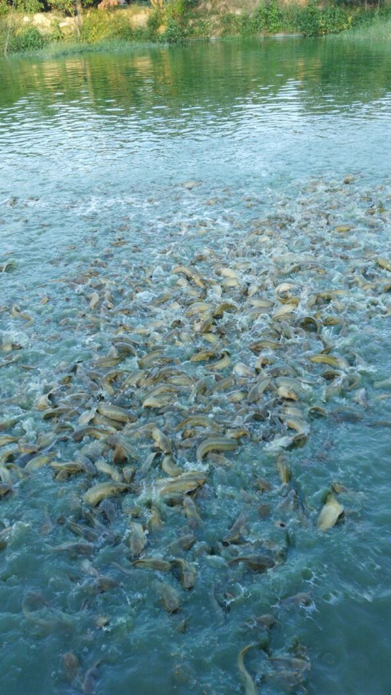 胡子鲶食用