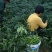 精品二荆条辣椒15~20厘米青中辣，保质保量