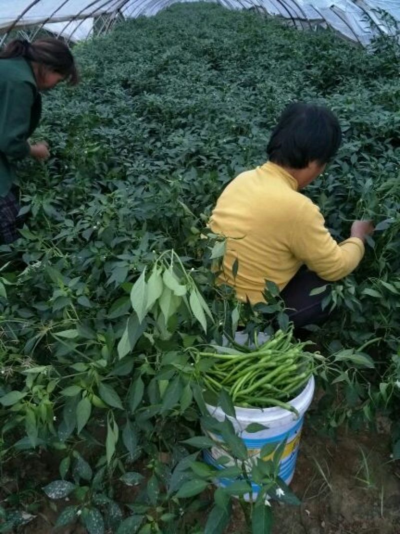 精品二荆条辣椒15~20厘米青中辣，保质保量