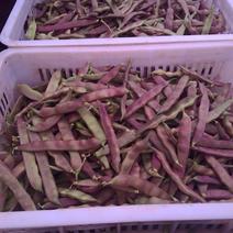 紫花油豆20厘米以上