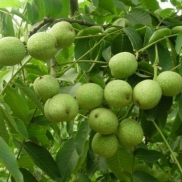 8518核桃苗香玲，美国强强特，碧根果，美国山核桃苗