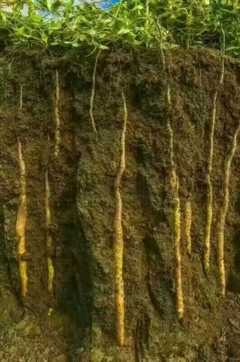 正宗温县18年垆土鲜铁棍山药